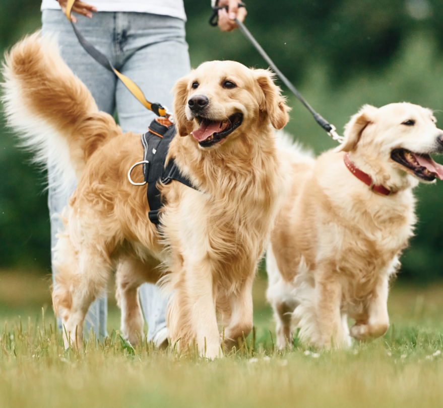 Two Dogs taken out for a walk in the park