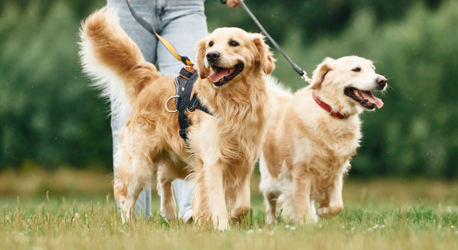 holding-animals-by-the-leash-woman-with-beautiful-2025-03-18-22-01-45-utc